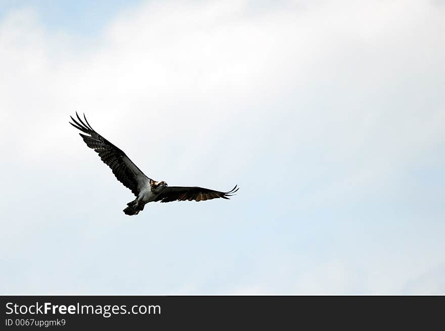 Crex Meadows - Bird in Flight