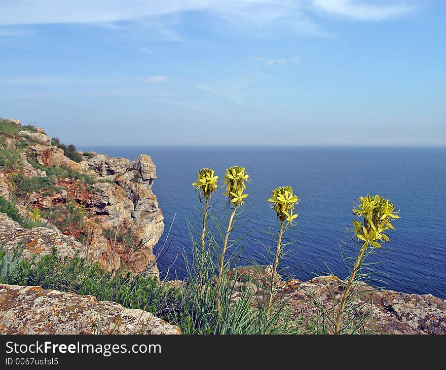 Blooming yellow flowers on the sea coast