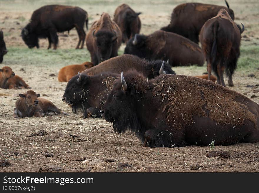 Buffalo Resting