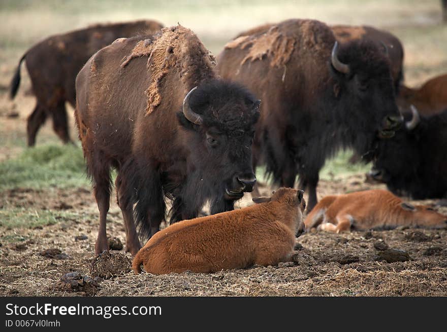 Buffalo mother and calf