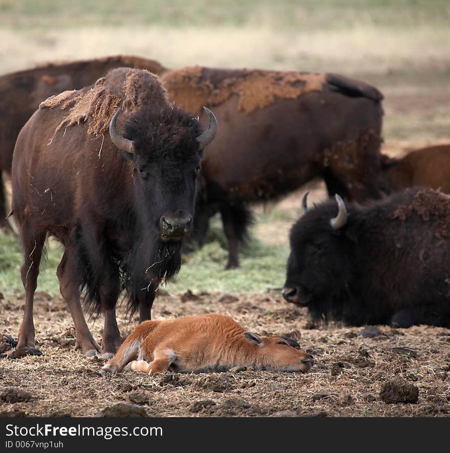 Buffalo Mother Watching Over Her Young