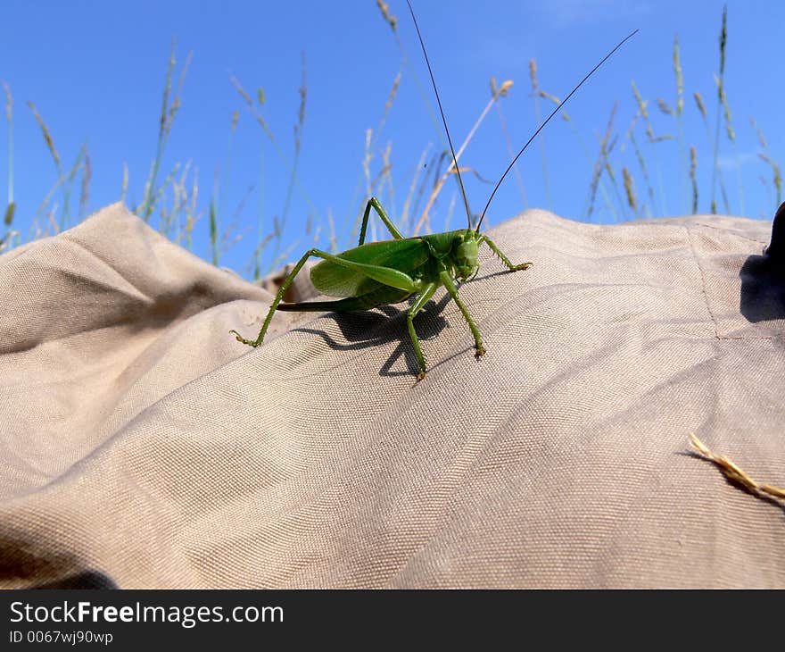 Grasshopper close-up