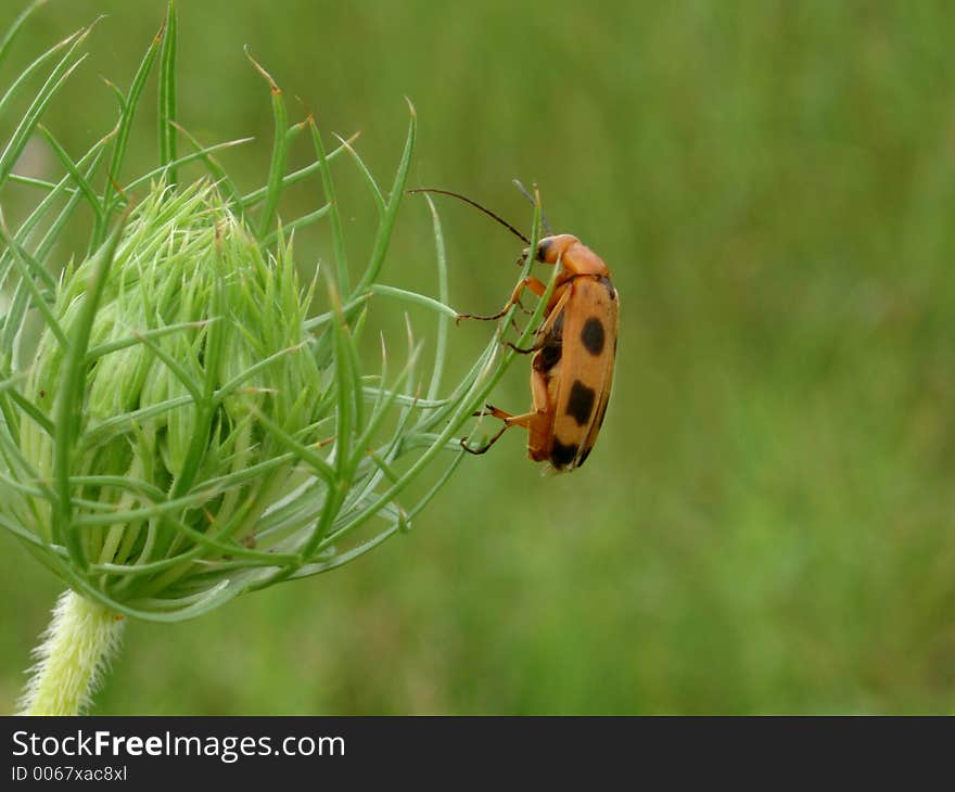 Bug and Flower bud in meadow