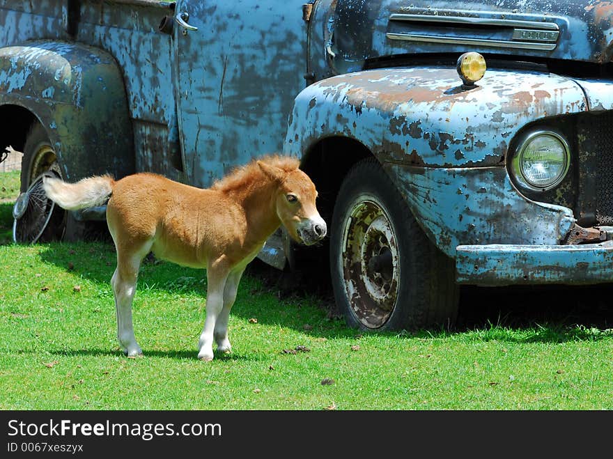 Down on the Farm. Down on the Farm