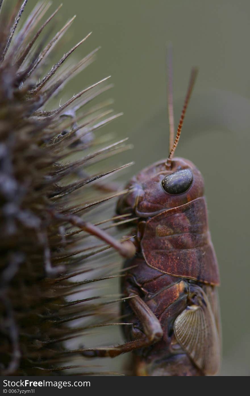 Grasshopper On Dry Thistle