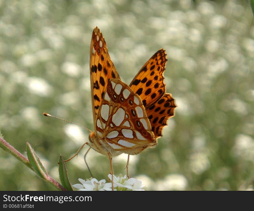 Butterfly in meadow