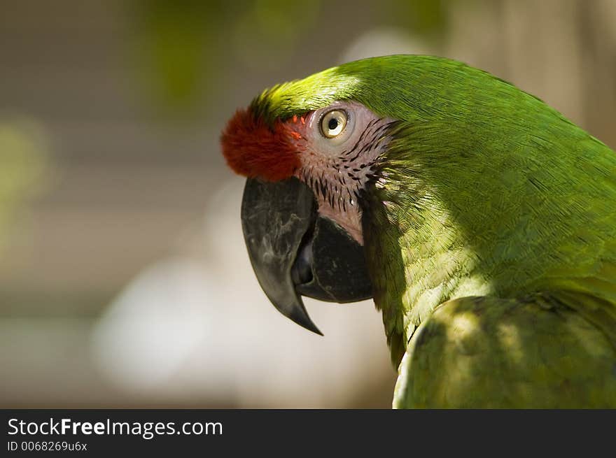 Green Macaw in the Sun