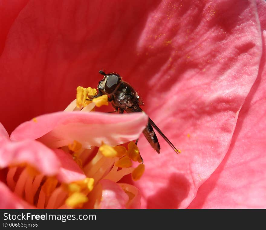 Macro of a bee. Macro of a bee