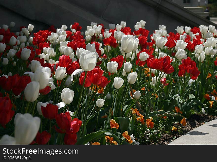 Tulips outside the steps to the Library of Congress. Tulips outside the steps to the Library of Congress.