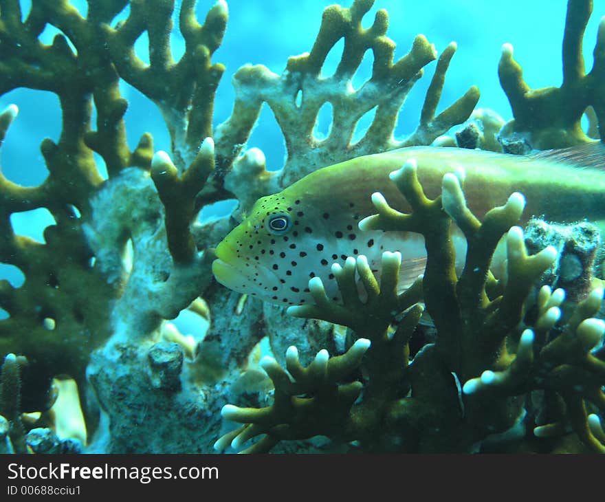 Hanging out in the coral is just part of life for this reef fish. Hanging out in the coral is just part of life for this reef fish