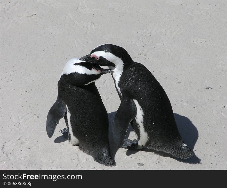 These 2 penguins looked so cute. These 2 penguins looked so cute