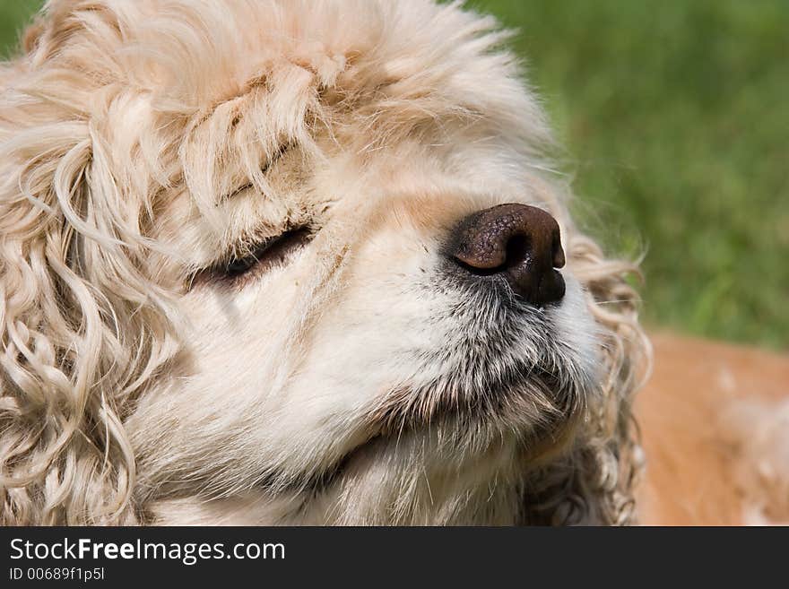 Cocker Spaniel