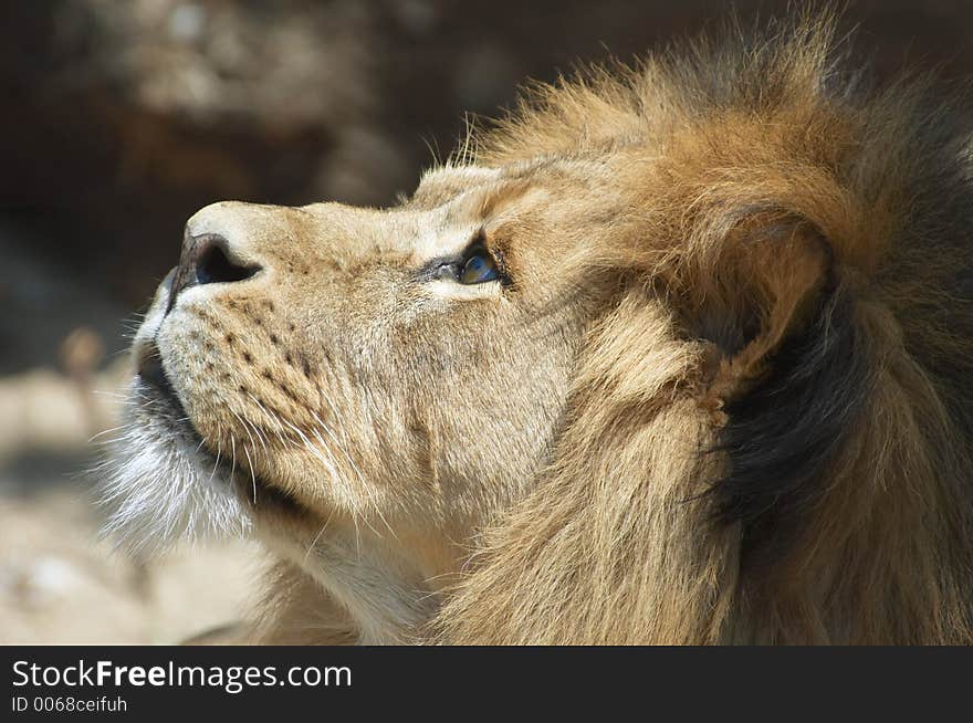 Male lion looking up