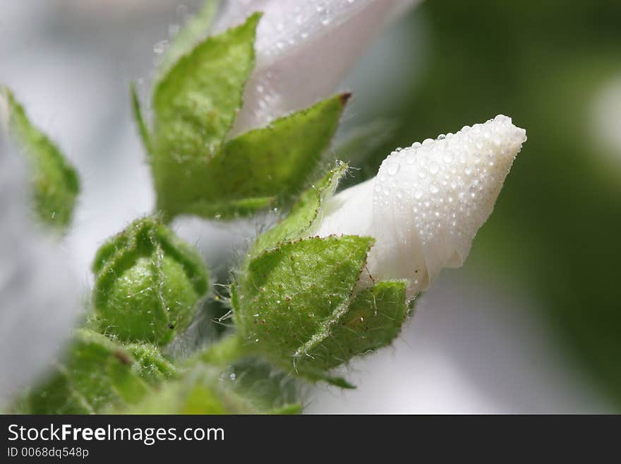 Mallow Bud