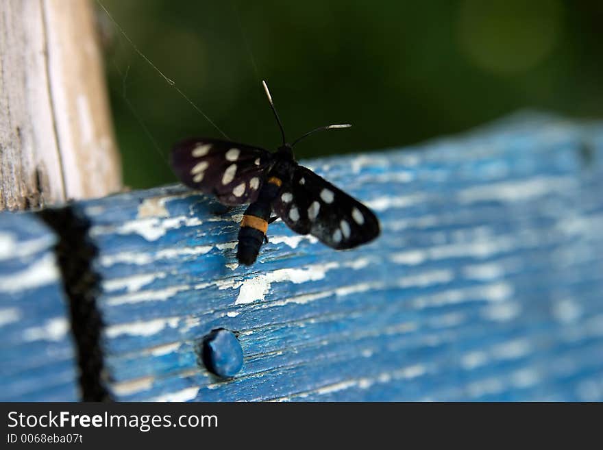 Black butterfly on blue