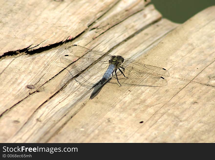 Blue drafon fly preparing to fly away. Blue drafon fly preparing to fly away