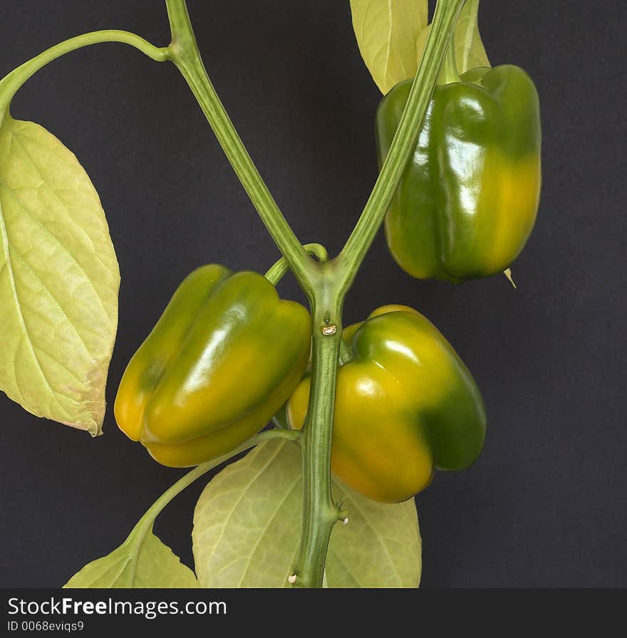 Yellow bell peppers ripening on the plant