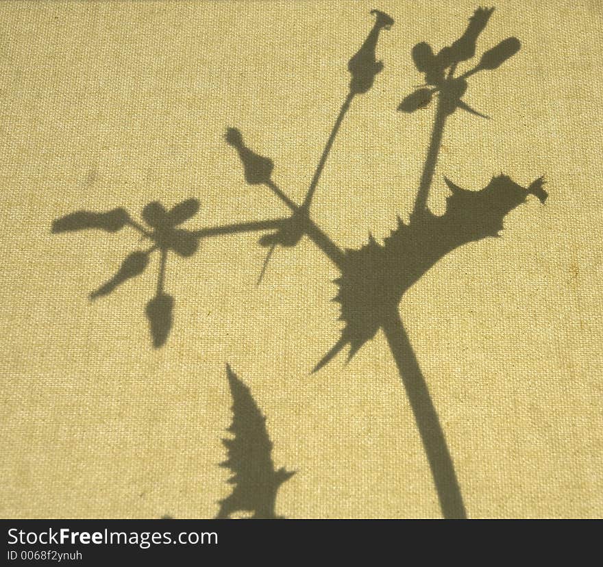 Plant silhouette on window blind