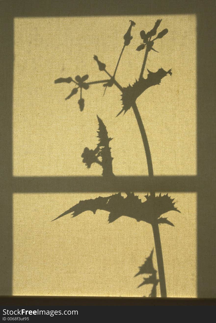 Plant silhouette