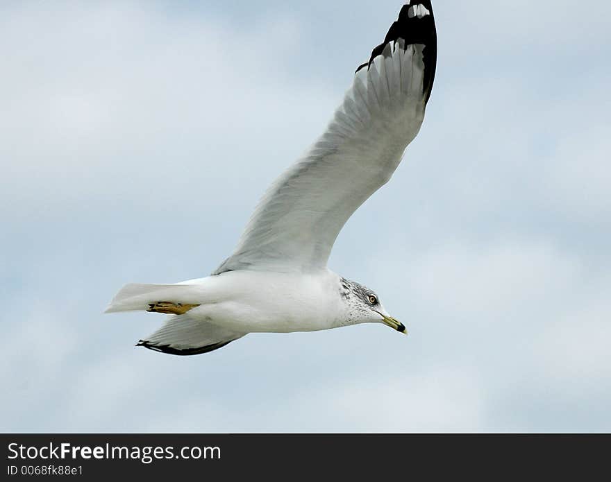 Seagull Soaring