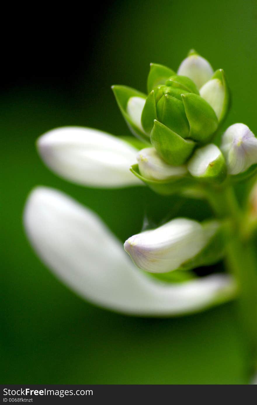 Flower getting ready to bloom