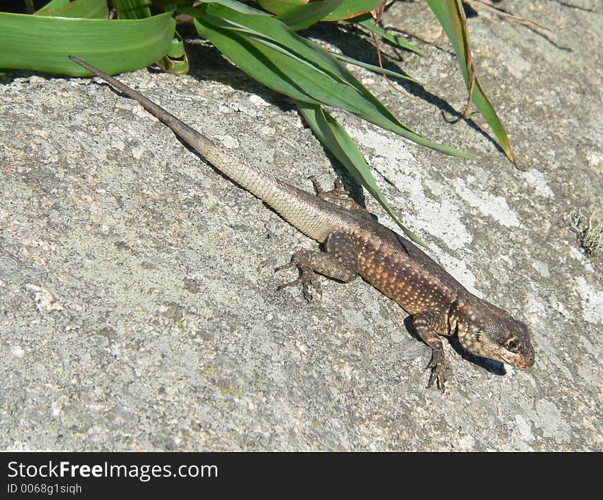 Stone Lizard