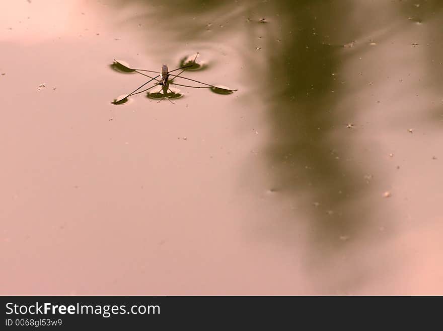 Water mosquito close-up