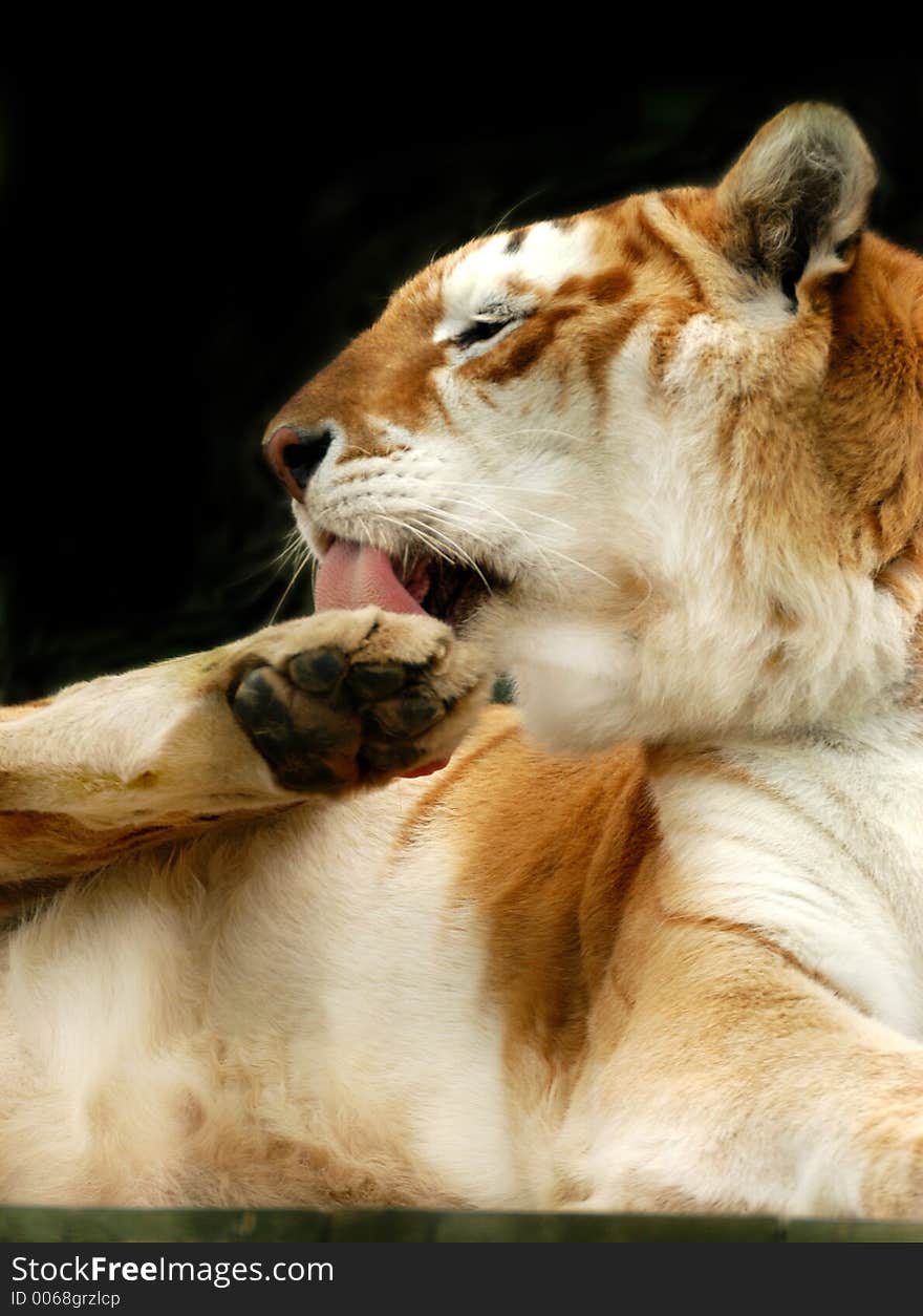 Tiger taking a bath