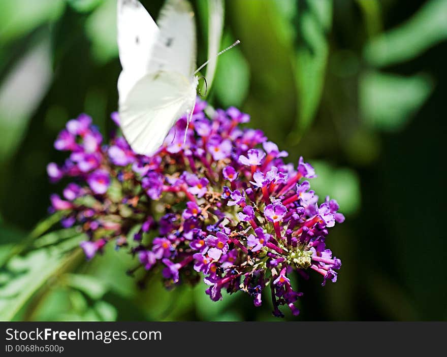 Flying butterfly