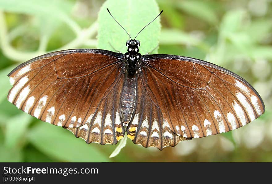 Brown Butterfly