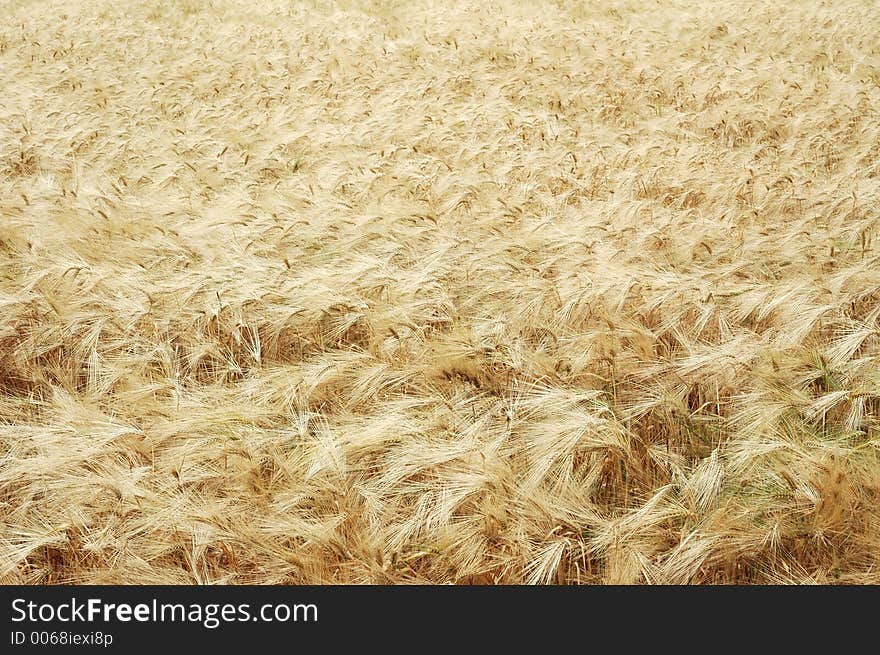 Field of rye