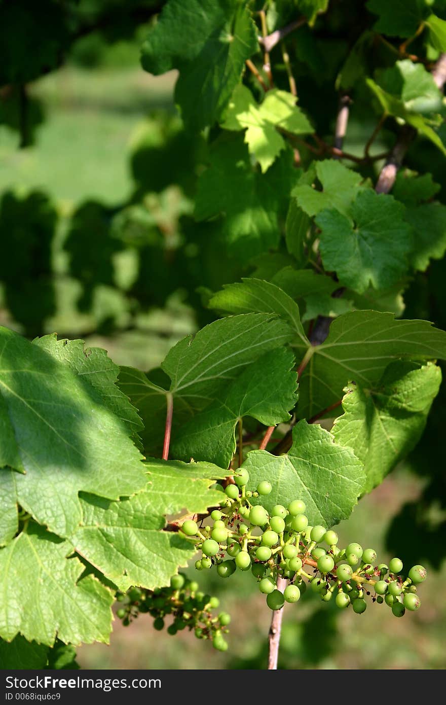 Young grape vine with a bunch of green grapes