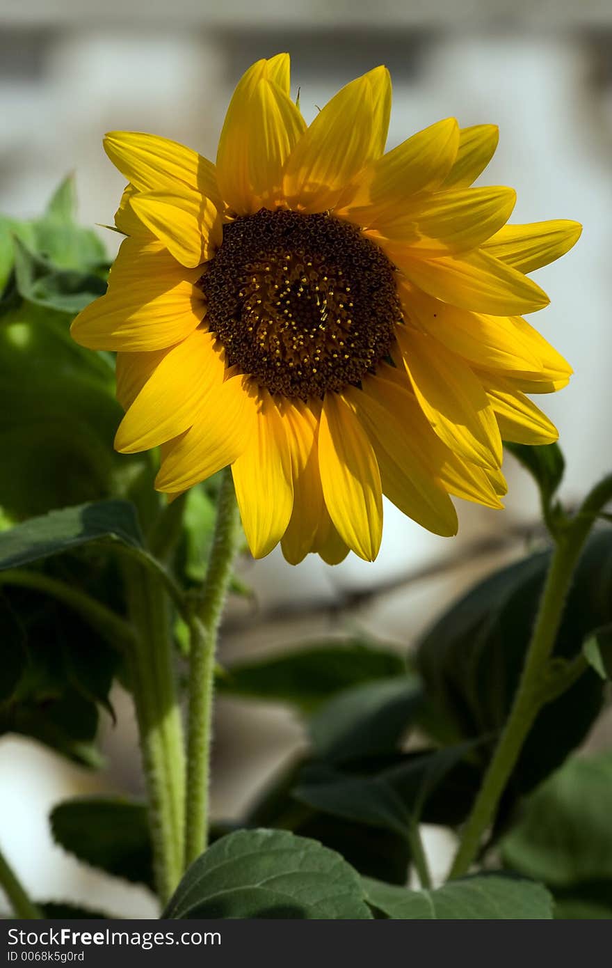 Yellow sunflower in nature on the sun