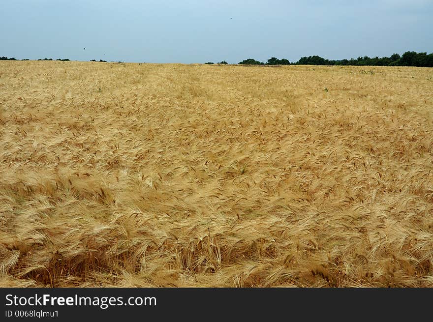 Field of ripe rye. Field of ripe rye