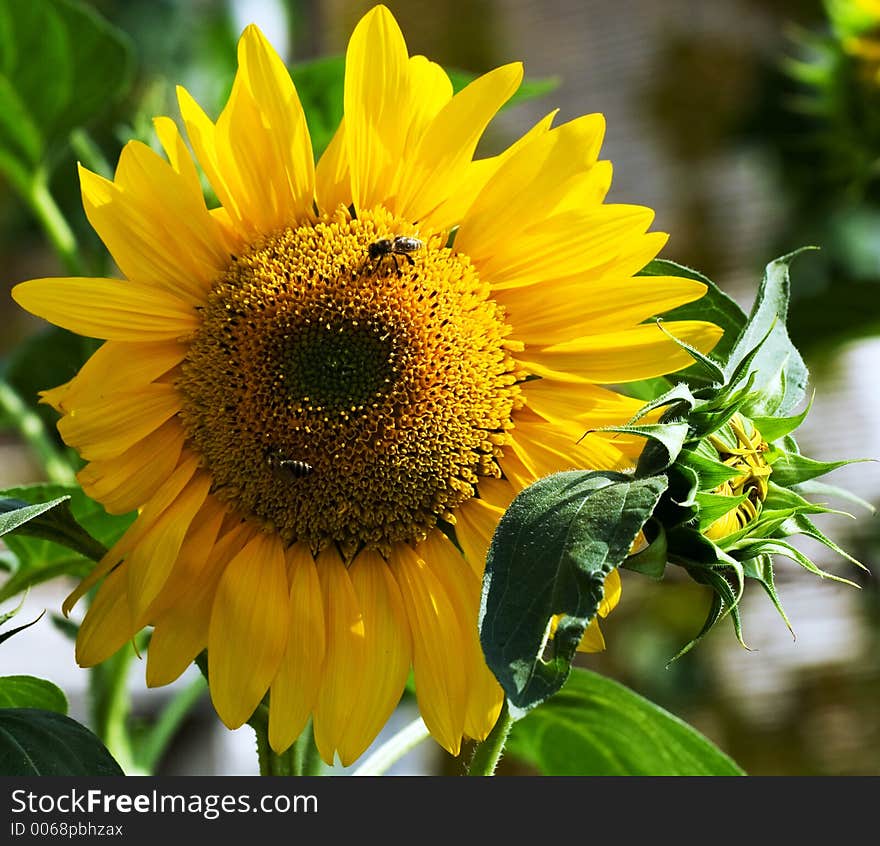 Sunflower in nature on the sun