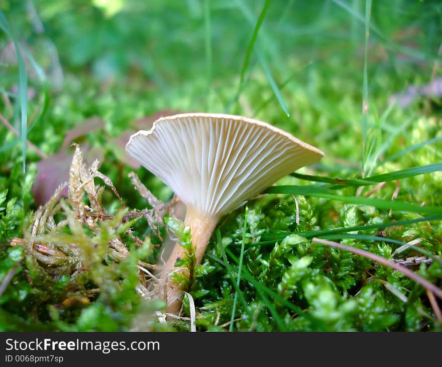 Moss and Mushroom (Close-up). Moss and Mushroom (Close-up)