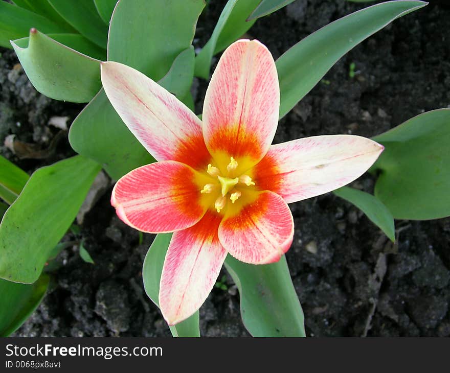 Tulip - flower from my garden