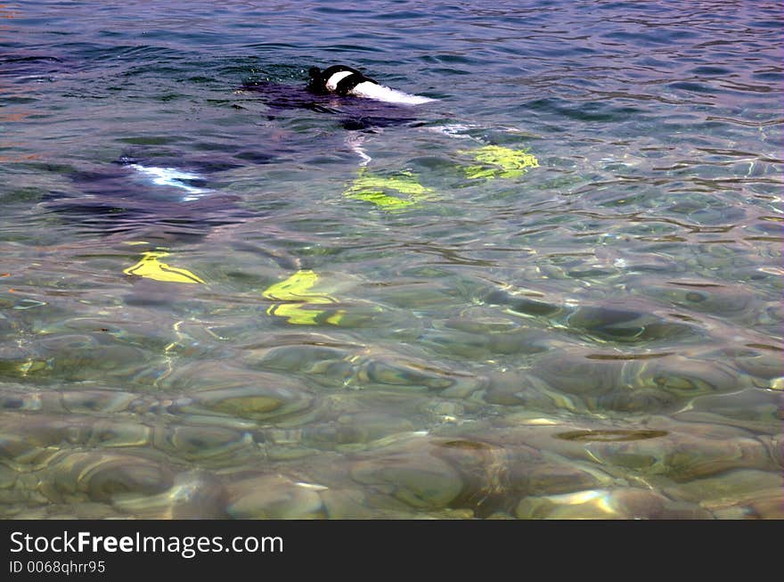 Two Scuba Divers submerged