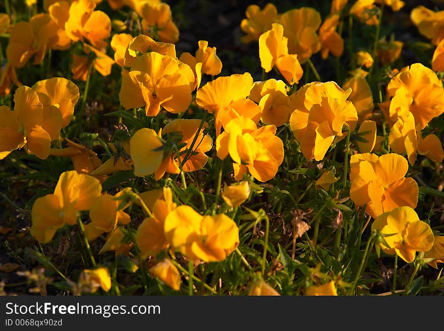 Flowers