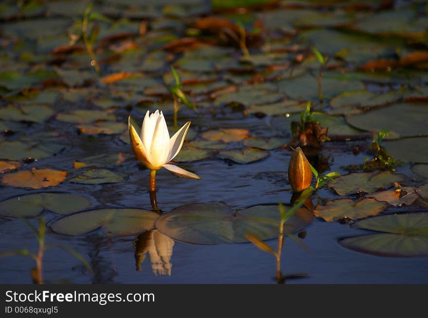 Water-lily