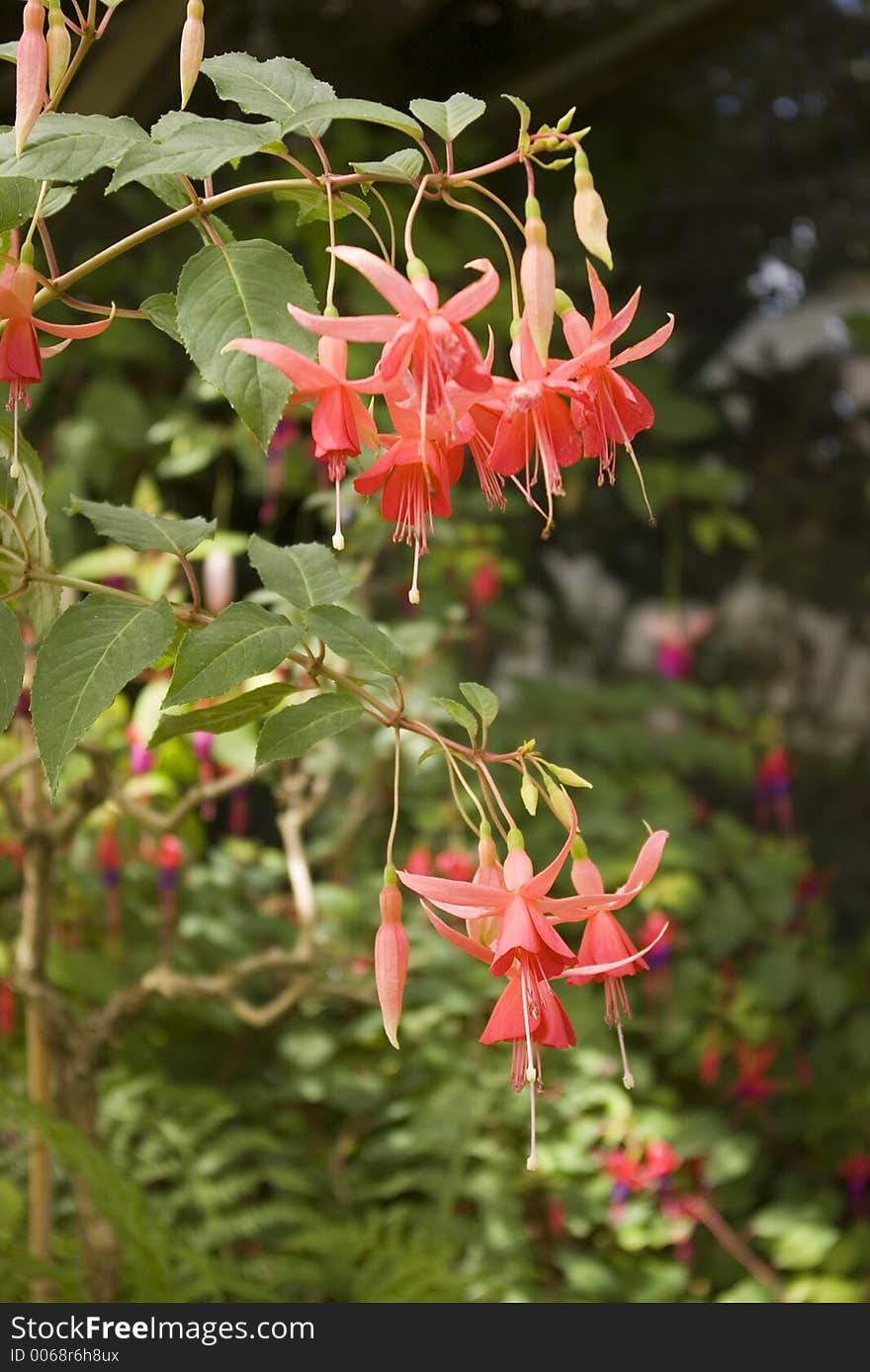 Golden Dawn Fuchsia plant and flowers