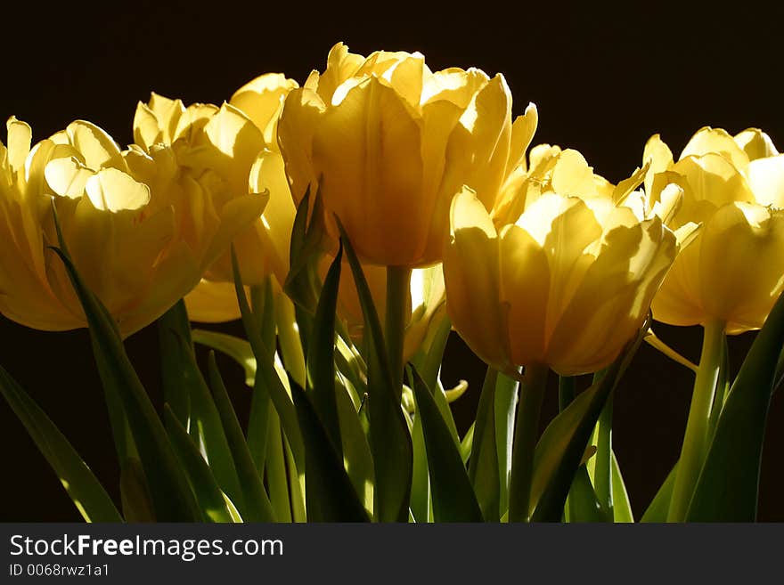 Yellow  Tulips