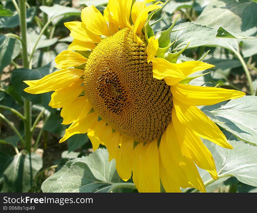 Sunflower