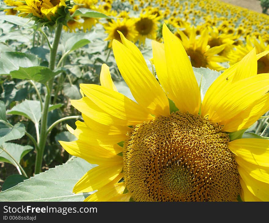 Sunflower close up 4