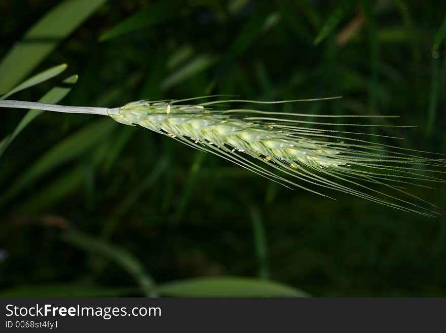 In late spring, a single stalk of wheat glows in the afternoon light.