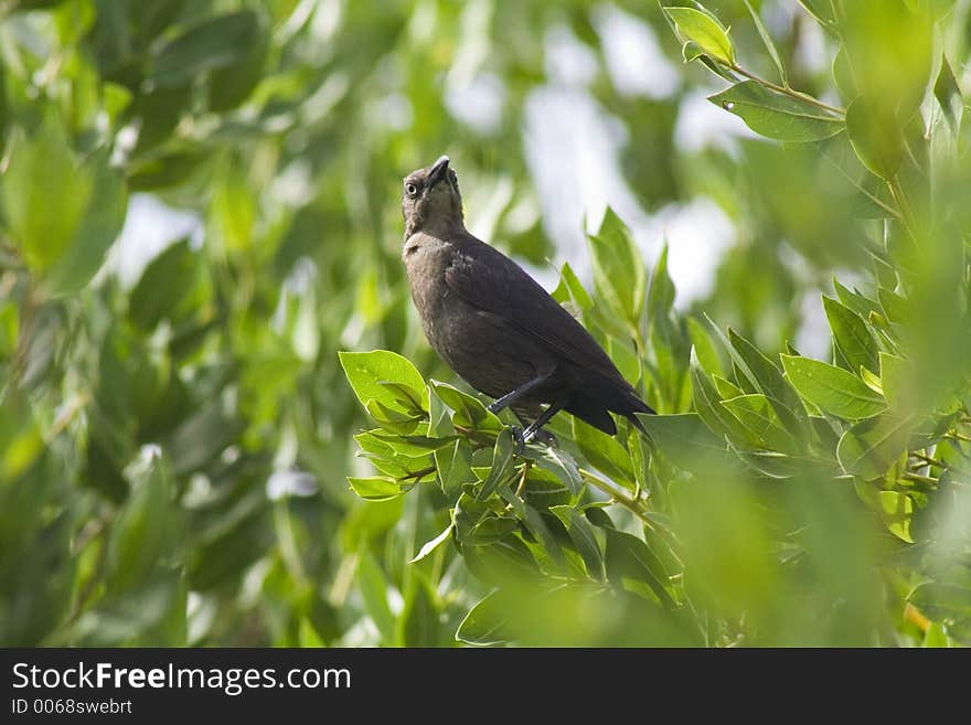 Black bird in a tree. Telelens closeup shot. Black bird in a tree. Telelens closeup shot.