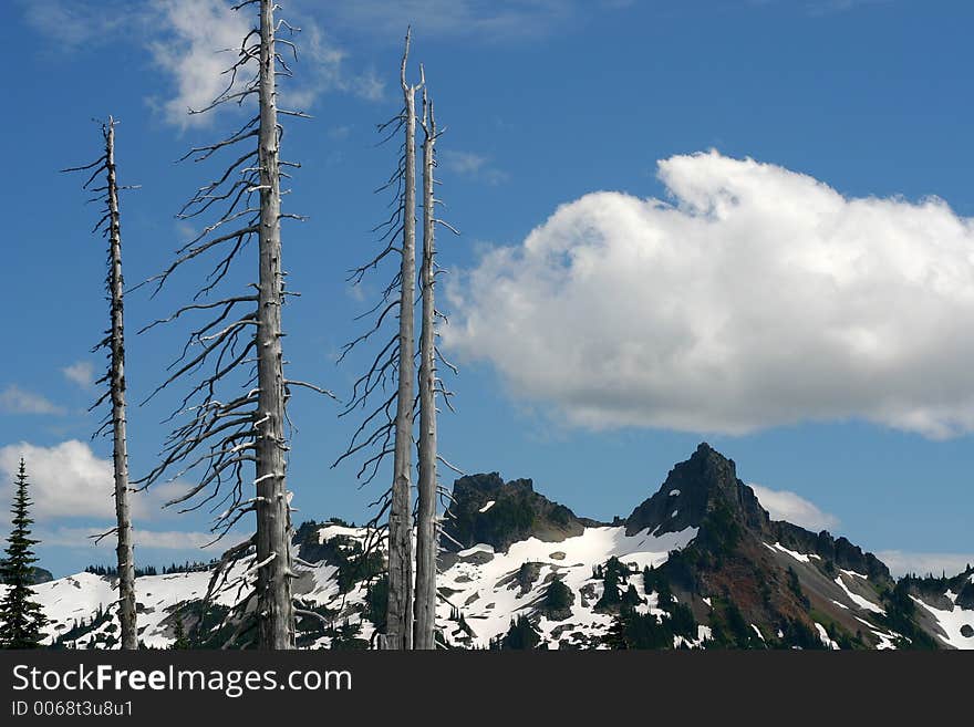 Mt. Rainier