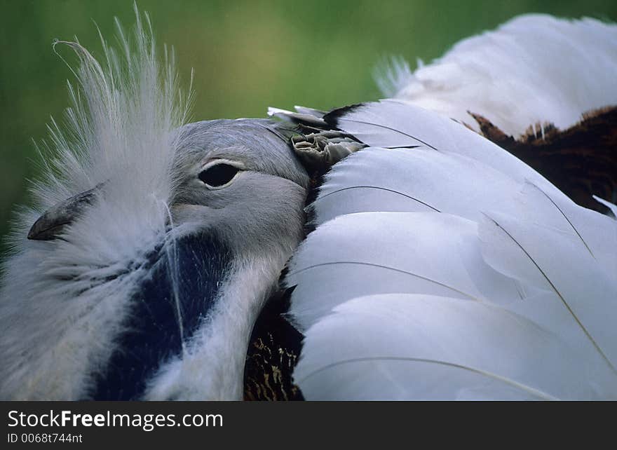 Portrait of a male Great Bustard who tries to attract females for mating. Portrait of a male Great Bustard who tries to attract females for mating.