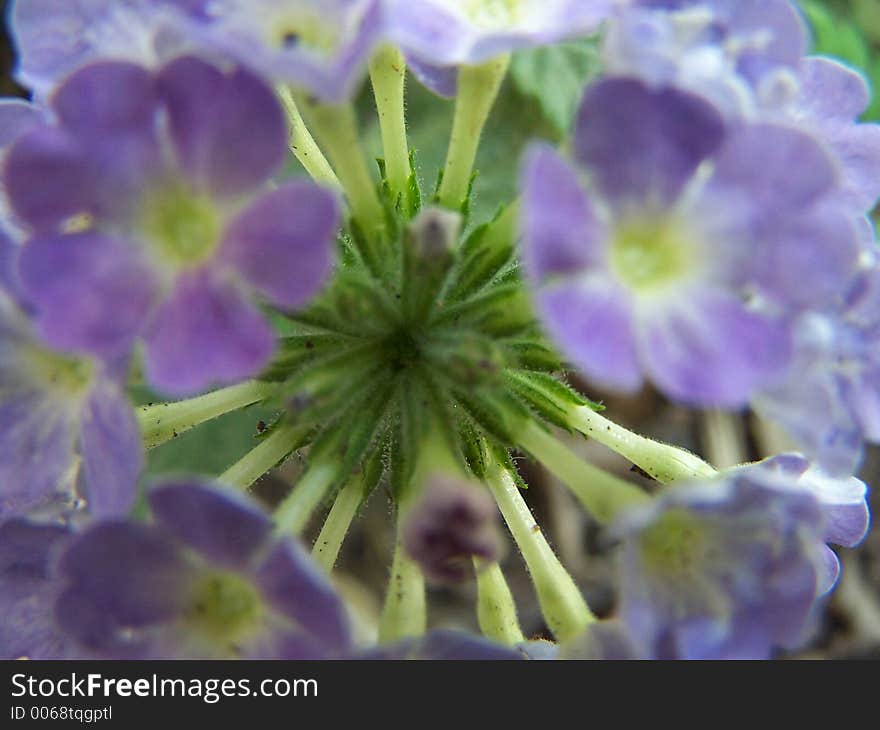 Purple flower