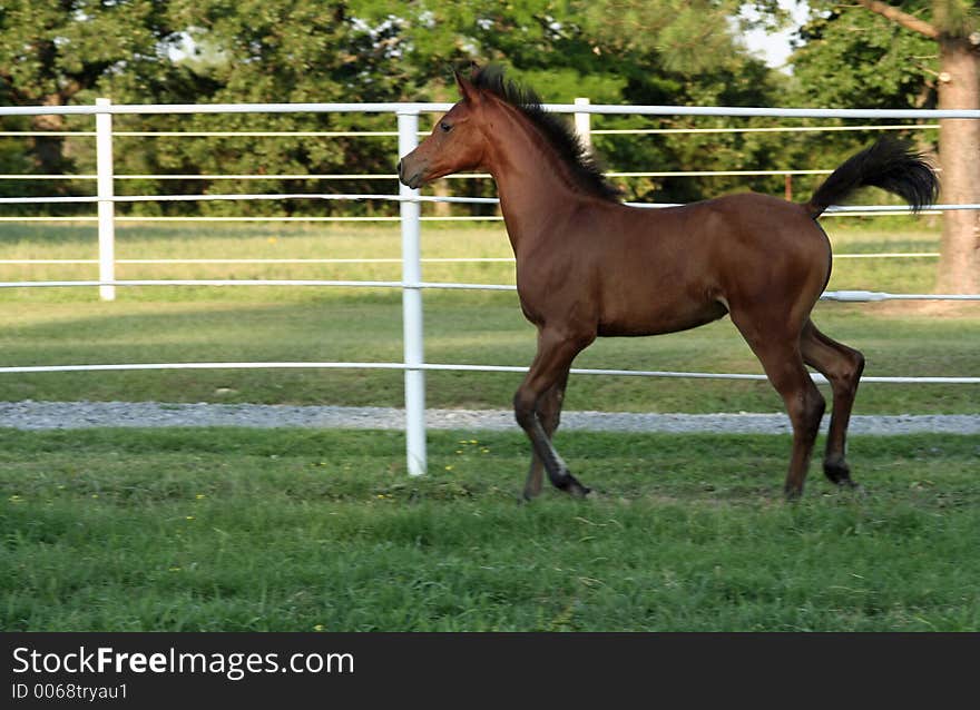 Arabian filly trotting along fence